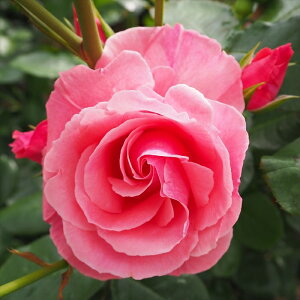 予約販売 バラ苗 バラ新苗 ラヴィーニア 大輪 つるバラ 薔薇 ばら ピンク tros 4月中旬以降発送