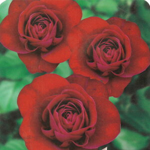 �\��̔� �o�� �c �o�� �V�c ���� ���o�O���[�g �ؗ��� �l�G�炫 �K�N �΂� �� tros 4�����{�ȍ~����