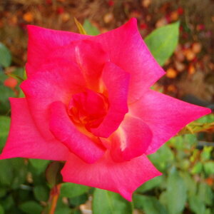 \̔ o c o Vc  BA[Y ؗ lG炫 KN ΂ sN tros 4{ȍ~