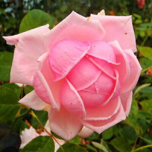 �\��̔� �o�� �c �o�� �V�c ��o�� ���t�����X �Ԃ�炫 �K�N �΂� �s���N �� �t�����X tros 4�����{�ȍ~����