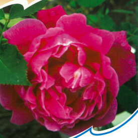 予約販売 バラ 苗 バラ 新苗 オールドローズ ルイフィリップ 木立性 四季咲き 中輪 薔薇 ばら ピンク tros 4月中旬以降発送