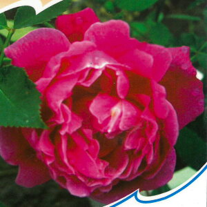 \̔ o c o Vc I[h[Y CtBbv ؗ lG炫  KN ΂ sN tros 4{ȍ~