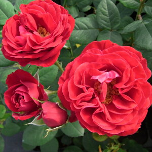 \̔ o c o Vc  bhsmLI ؗ lG炫 KN ΂  tros 4{ȍ~