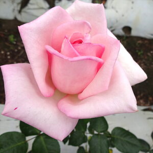 \̔ o c o Vc  CnClX ؗ lG炫 KN ΂ sN tros 4{ȍ~