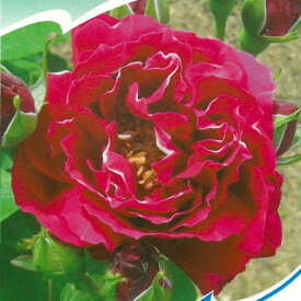 予約販売 バラ 苗 バラ 新苗 オールドローズ ロジェランブラン 薔薇 ばら 赤 tros 4月中旬以降発送