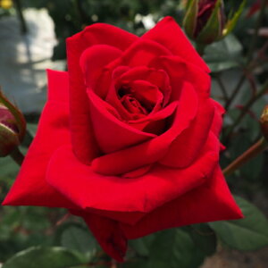 \̔ o c o Vc  uC ؗ lG炫 KN ΂  tros 4{ȍ~