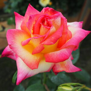 \̔ o c o Vc  _ ؗ lG炫 KN ΂ sN tros 4{ȍ~