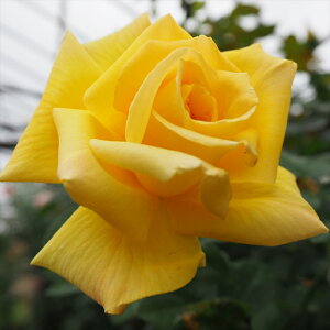 \̔ o c o Vc  VÉ ؗ lG炫 KN ΂  tros 4{ȍ~