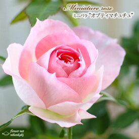 予約販売 ミニバラ オプティマチュチュ 3号ポット 四季咲き バラ 薔薇 バラ苗 苗 ピンク mnu 3月上旬以降発送