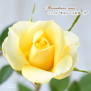 \̔ ~jo LV[R_[i 3|bg lG炫 o KN oc c R_i F mnu 3{ȍ~