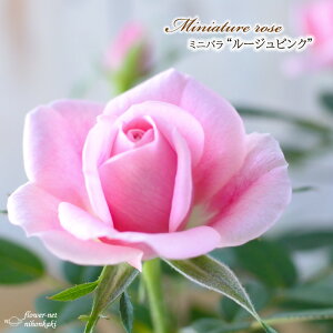 \̔ ~jo [WsN 3|bg lG炫 o KN oc c sN mnu 3{ȍ~