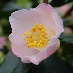 \̔ d炫 }Al 9cm|bg  ΂ coL  ؂  Ԗ akq 2{ȍ~