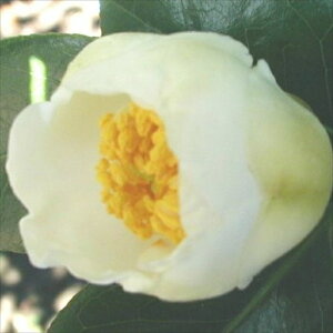 \̔ d炫  9cm|bg  ΂ coL  ؂  Ԗ akq 2{ȍ~