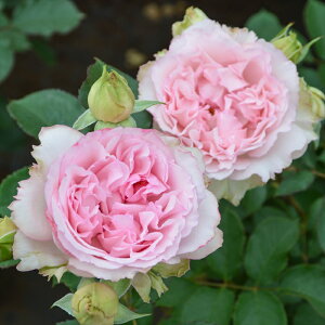 \̔ o c o Vc T IGeBX tH[V[YY io^o蒆 lG炫 KN ΂  sN has 4{ȍ~