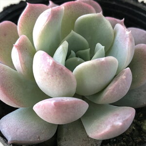 A hmGPxA ACWOOCX A GPxA 6cm|bg