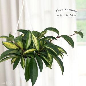 ϗtA z Jm[T GL]`J 4 ݂蔫 ݂艺 nMOϗtA  蕨 v[g CeA 