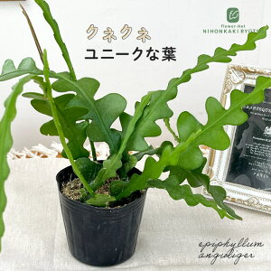 ϗtA GstB AOK[ 9cm|bg NWNT{e ϗtA  蕨 v[g CeA 