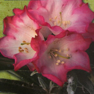 予約販売 日本シャクナゲ 妖峰 5号鉢 開花予定株 しゃくなげ 石楠花 花苗 常緑 花木 toy 11月下旬以降発送