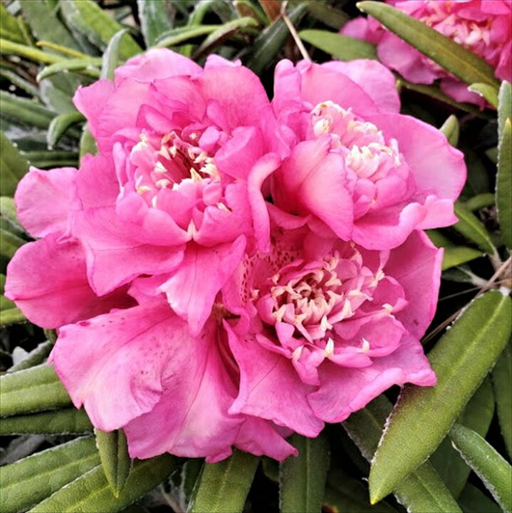 楽天市場 日本シャクナゲ 濃姫 5号鉢 開花予定株 シャクナゲ 花苗 しゃくなげ 石楠花 常緑 Toy フラワーネット 日本花キ流通