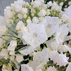 苗 苗 カルミアの人気商品 通販 価格比較 価格 Com