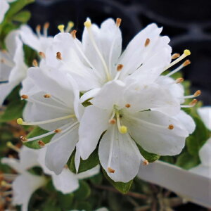 [RccW  9cm|bg Jԗ\芔 傤 ~}LV}ccW  ԕc  Ԗ toy