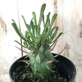 楽天市場 多肉植物 コーデックスの通販