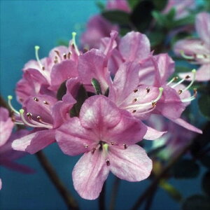 予約販売 深山霧島ツツジ 羽根乙女 9cmポット 開花予定株 ミヤマキリシマツツジ つつじ 花苗 常緑 花木 toy 11月下旬以降発送