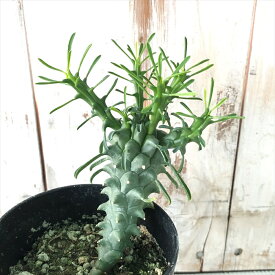 楽天市場 コーデックスの通販 楽天市場 コーデックスの通販