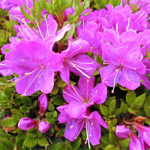 [RccW [R 9cm|bg Jԗ\芔 ~}LV}ccW  ԕc  Ԗ toy