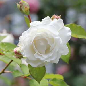 白 薔薇 苗の通販 価格比較 価格 Com