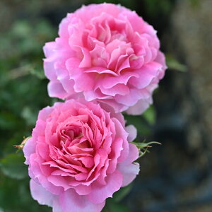 \̔ o c o Vc T IGeBX ylyCA io^o蒆 lG炫 KN ΂  sN has 4{ȍ~