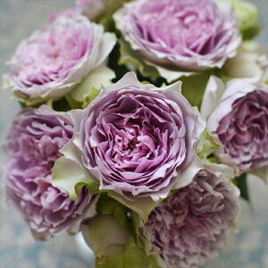 \̔ o c o Vc ͖{o Rt io^o蒆 lG炫 KN ΂   has 4{ȍ~