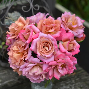 \̔ o c o Vc ͖{o h[v io^o蒆 lG炫 KN ΂  sN has 4{ȍ~