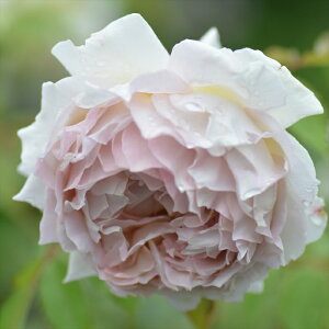 \̔ o c o Vc ͖{o [Y[uh[ io^o蒆 JԂ炫 KN ΂   x[W has 4{ȍ~