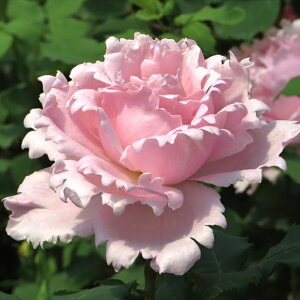 \̔ o c o Vc fo[ \tB[VX io^o蒆 lG炫 KN ΂  sN has 4{ȍ~