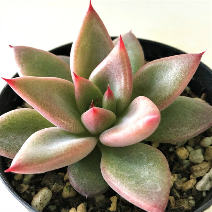 楽天市場 多肉植物 Skエケベリア プシュケ 多肉植物 エケベリア 7 5cmポット フラワーネット 日本花キ流通