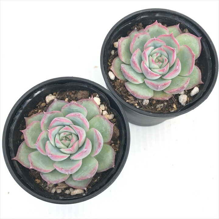 263円 最大91 Offクーポン 多肉植物 Hmエケベリア 赤い星 エケベリア 6cmポット