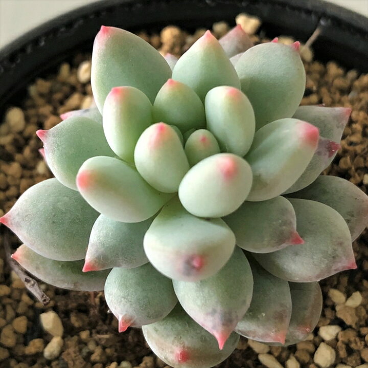 楽天市場 多肉植物 Hmエケベリア クラウンボール 多肉植物 エケベリア 6cmポット フラワーネット 日本花キ流通 楽天市場 多肉植物 Hmエケベリア クラウンボール 多肉植物 エケベリア 6cmポット フラワーネット 日本花キ流通