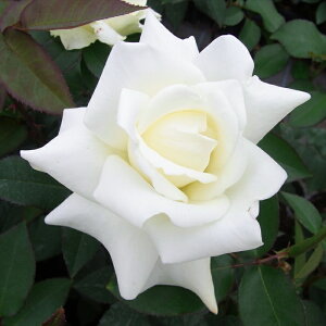 \̔ o c o Vc  WFPlfB ؗ lG炫 KN ΂  tros 4{ȍ~