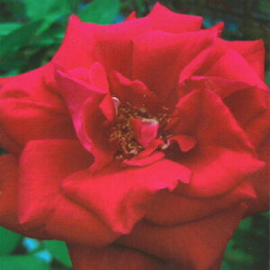 \̔ o c o Vc  A[lXgH[X ؗ lG炫 KN ΂  tros 4{ȍ~