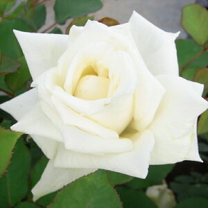 \̔ o c o Vc  ACXt[ ؗ lG炫 KN ΂  tros 4{ȍ~