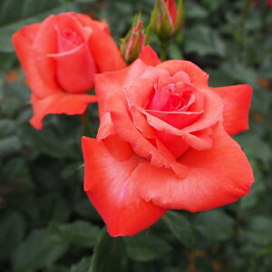 \̔ o c o Vc  ACbV~Xg ؗ lG炫 KN ΂  tros 4{ȍ~