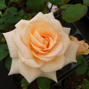 \̔ o c o Vc  AvRbglN^[ ؗ lG炫 KN ΂ sN tros 4{ȍ~