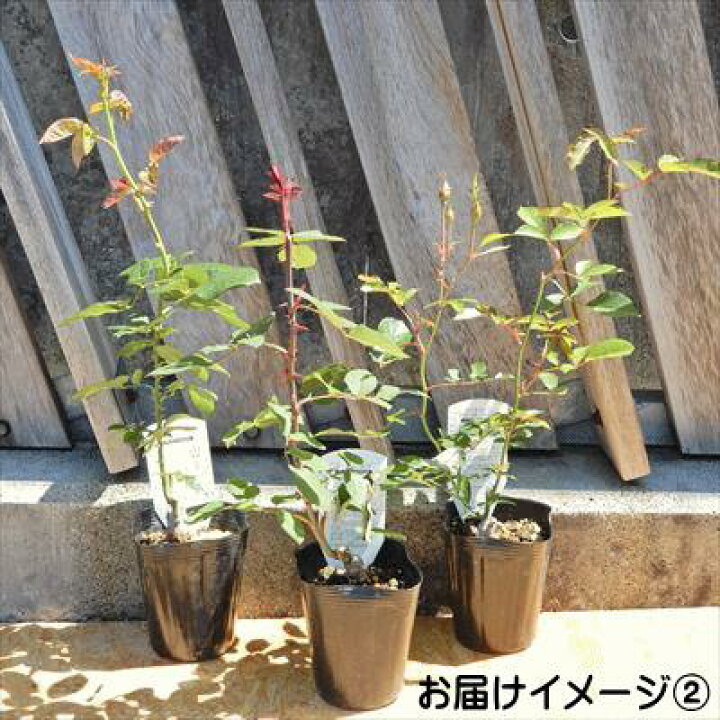 楽天市場】予約販売 バラ 苗 バラ 新苗 大輪 アプリコットネクター 