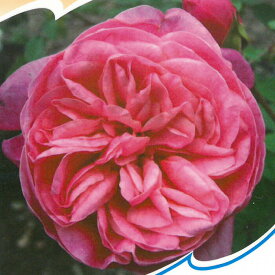 予約販売 バラ 苗 バラ 新苗 オールドローズ アルシデュックジョセフ 木立性 四季咲き 中輪 薔薇 ばら ピンク tros 4月中旬以降発送