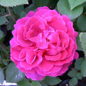 \̔ o c o Vc I[h[Y AtbhRu 鐫 Ԃ炫  KN ΂  tros 4{ȍ~