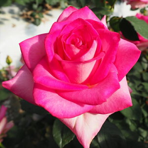 \̔ o c o Vc  AWF[ ؗ lG炫 KN ΂ sN tros 4{ȍ~