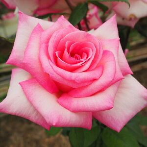 \̔ o c o Vc  EB~B ؗ lG炫 KN ΂ sN tros 4{ȍ~