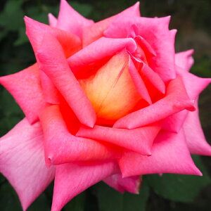 \̔ o c o Vc  EFXg~X^[ ؗ lG炫 KN ΂ sN tros 4{ȍ~