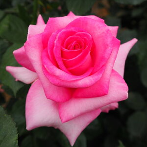 \̔ o c o Vc  GX_ ؗ lG炫 KN ΂ sN tros 4{ȍ~